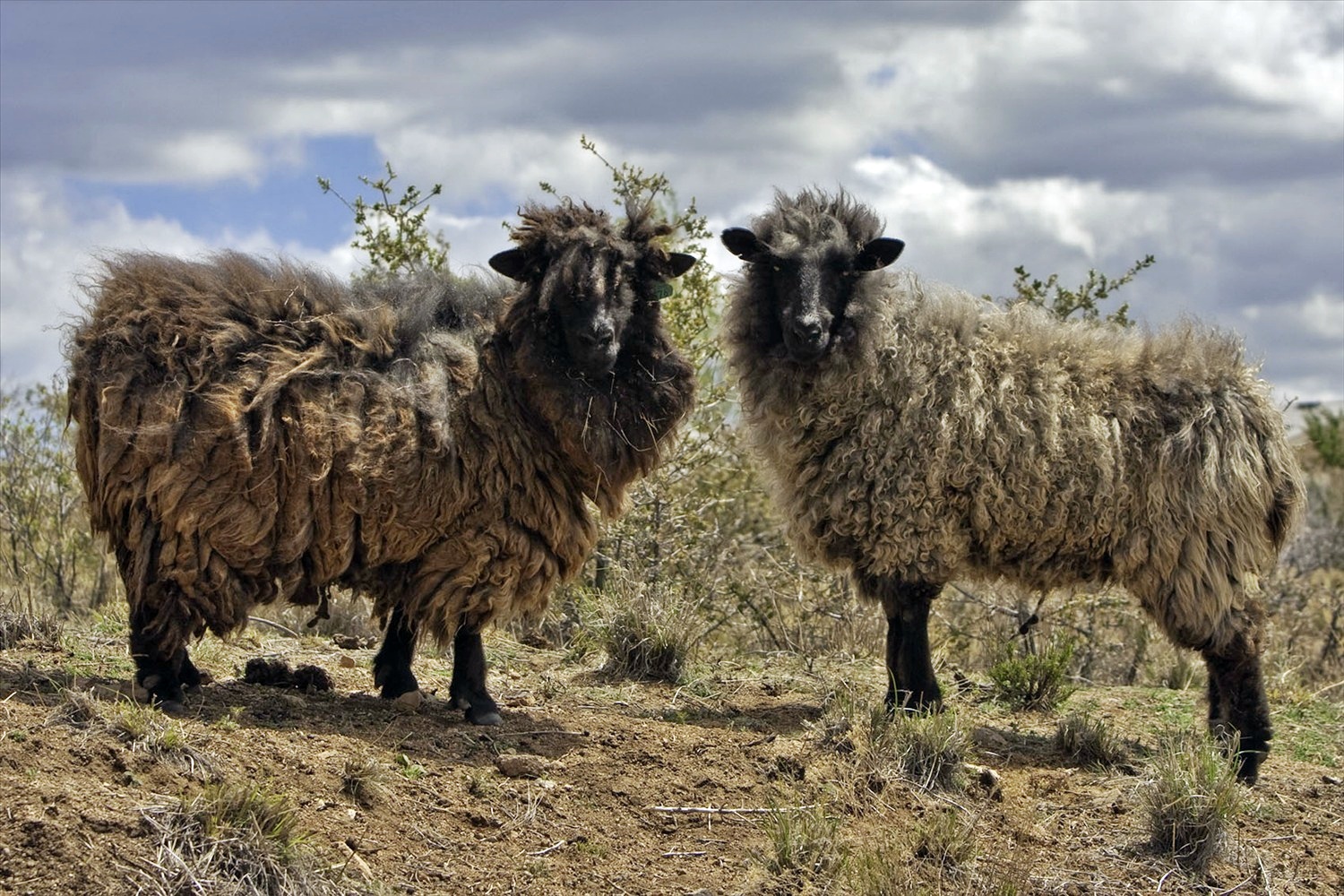 SAS2: SEMINAR – Wool: From Medieval Staple to Modern Fleece